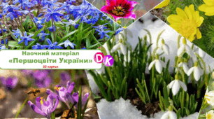 Наочний матеріал "Першоцвіти України"