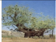 0603jzsx-3e31-189x141.png