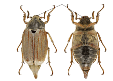0603k22c-0274-231x166.png