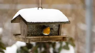 День годування птахів (Feed the Birds Day) або День підгодівлі птахів відзначають 3 лютого.