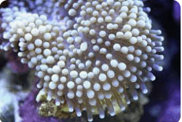 0603k666-206d-292x195.png