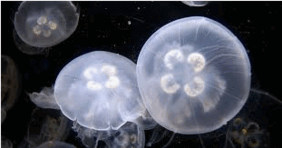 0603k66d-d2f6-291x153.png