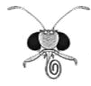0603kcds-f889-305x291.png