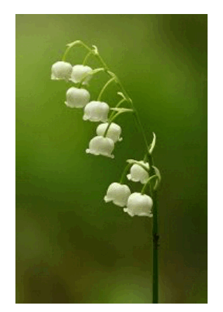 0603kd0z-b045-318x445.png