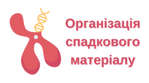 Незакінчені речення "Організація спадкового матеріалу"