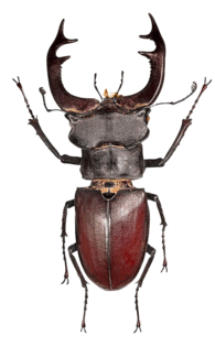 0603khpj-8612-195x324.png