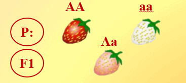 0603kndv-14cd-367x165.png