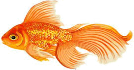 0603l0gp-cb63-269x141.png