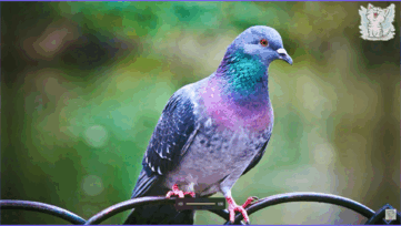 0603l17m-f413-361x204.png