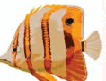 0603l4ox-1c47-180x137.png