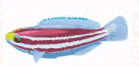0603l4pm-2cf9-240x115.png