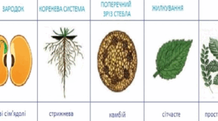 Клас Дводольні