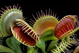 0603ldat-c9f4-269x179.webp