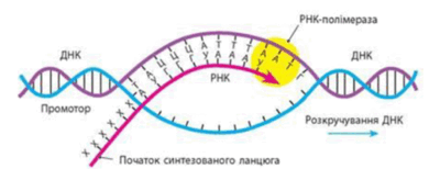 0603lg9q-7c58-505x199.png