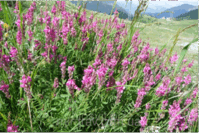 0603lgm5-5d87-199x133.png