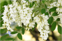 0603lgoc-36c2-209x140.png