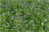 0603lgop-1eed-196x131.png
