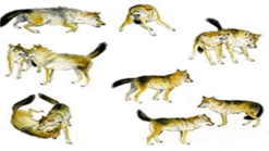 0603lkgg-edfc-247x139.png