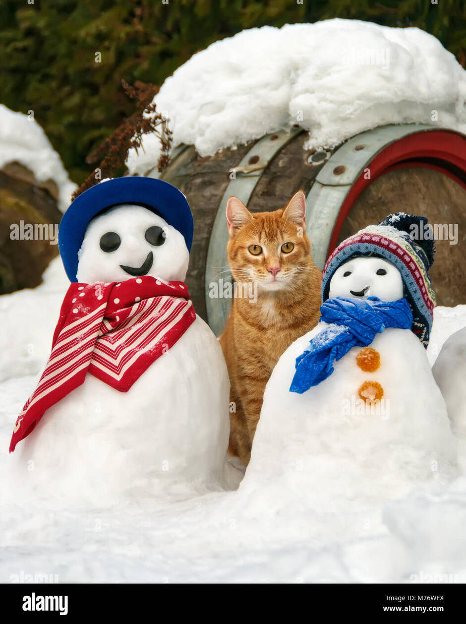Funny winter scene hi-res stock photography and images - Alamy