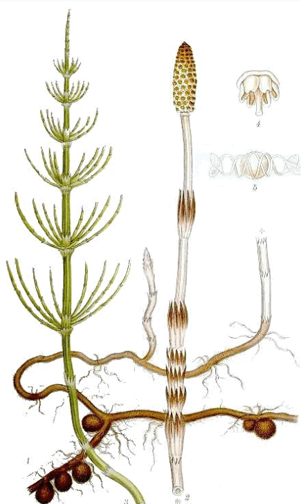 0603lpp8-8955-435x728.png