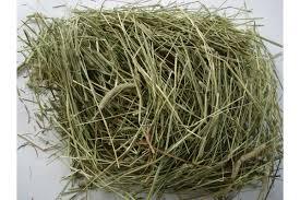 19847_0.jpg