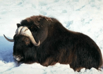 0603lycj-6bdf-349x251.png