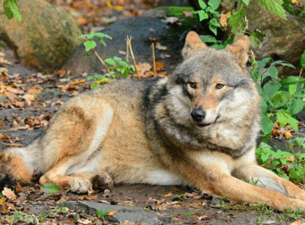 0603lyqb-c5ef-341x252.png