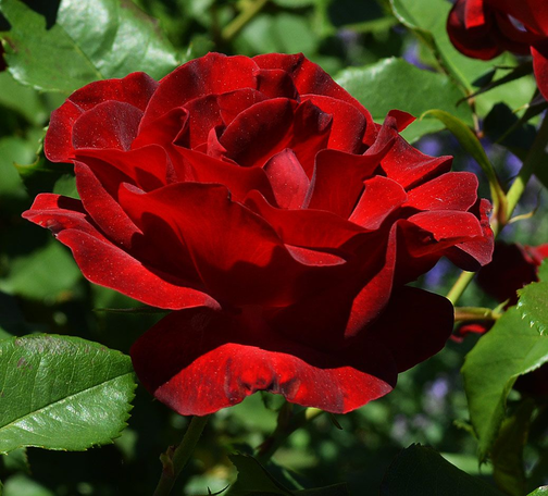 0603lyw2-2e2b-504x456.png
