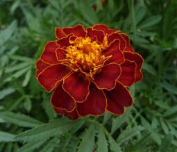 0603m2n3-d631-255x219.jpg