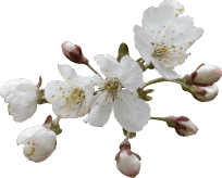 0603m391-8b03-204x164.png