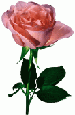 0603m3zn-8a5a-175x267.png