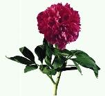 0603m428-3b50-249x226.jpg