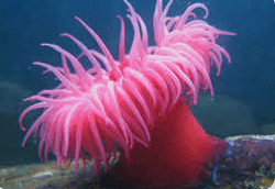 0603m677-5cc4-250x172.png