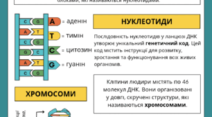 ДНК | Реплікація | Завдання