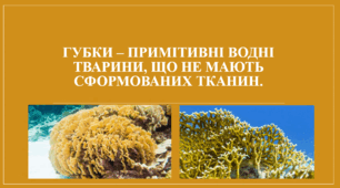 Презентація "Губки – примітивні водні тварини, що не мають сформованих тканин."