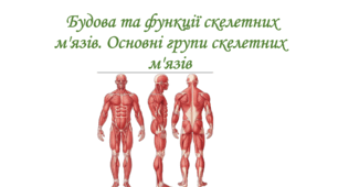 Будова та функції скелетних м'язів. Основні групи скелетних м'язів. 8 клас НУШ