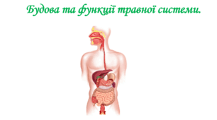 Будова та функції травної системи. 8 клас НУШ
