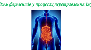 Роль ферментів у процесах перетравлення їжі. 8 клас НУШ