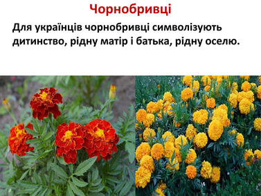 0603mh2g-f4dd-377x283.jpg