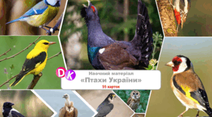 Наочний матеріал "Птахи України"