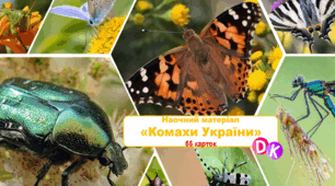 Наочний матеріал "Комахи України"
