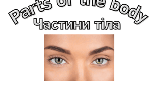 Частини тіла (англійською)