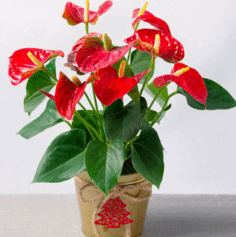 0603mjch-fbbd-236x237.png