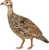 0603mmp8-f828-71x73.png