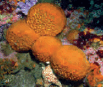 0603mnke-d384-103x87.png