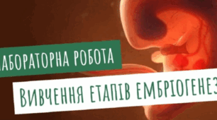 Лабораторна робота «Вивчення етапів ембріогенезу»