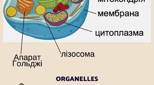 Клітина тварин. Історії для учнів 5 класу