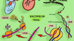 РЕГУЛЯЦІЯ ЕКСПРЕСІЇ ГЕНІВ