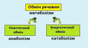 10_клас_Контрольна робота_Обмін речовин і перетворення енергії.