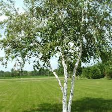 Купити Береза біла Betula alba | Флорагард